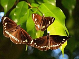 Coffs Harbour Butterfly House 